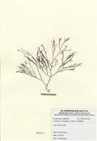 藏品(傘房龍鬚菜)的圖片